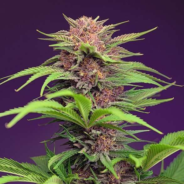 Red Mimosa XL Auto de Sweet Seeds