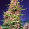 Strawberry Cola Sherbet F1 Fast Version feminizada de Sweet Seeds