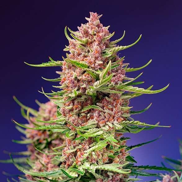 Strawberry Cola Sherbet F1 Fast Version feminizada de Sweet Seeds