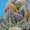 Strawberry Cola Sherbet F1 Fast Version feminizada de Sweet Seeds