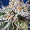 Orange Apricot Glue XL Auto de Sweet Seeds