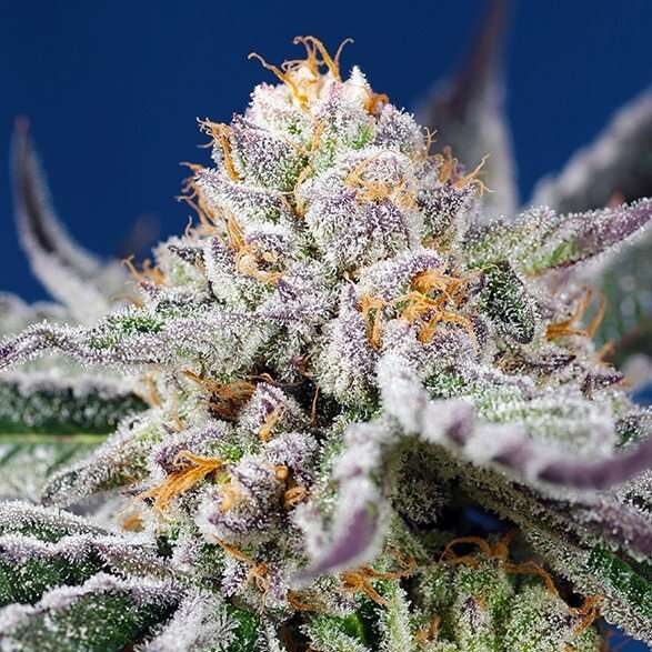 Orange Apricot Glue XL Auto de Sweet Seeds