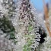 Orange Apricot Glue XL Auto de Sweet Seeds