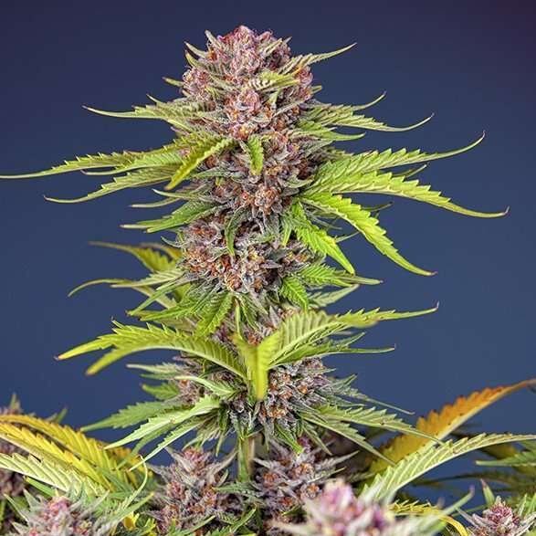 Mimosa Bruce Banner XL Auto de Sweet Seeds