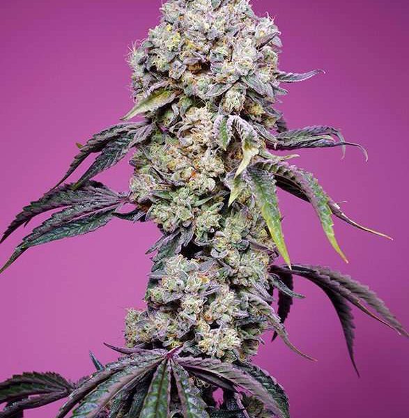 Sweet Mandarine Zkittlez F1 Fast Version feminizada de Sweet Seeds