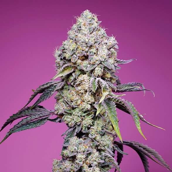 Sweet Mandarine Zkittlez F1 Fast Version feminizada de Sweet Seeds