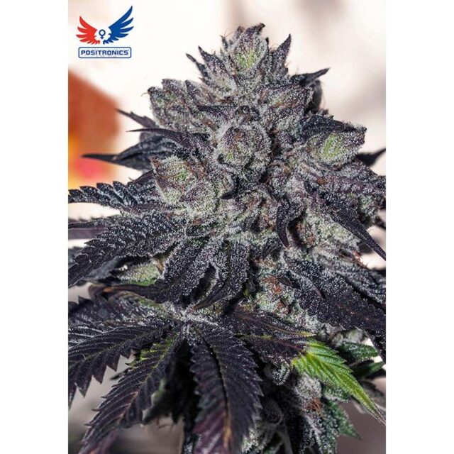 Gordo Master Kush feminizada de Positronics