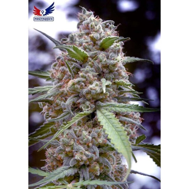 Grapefruit feminizada de Positronics
