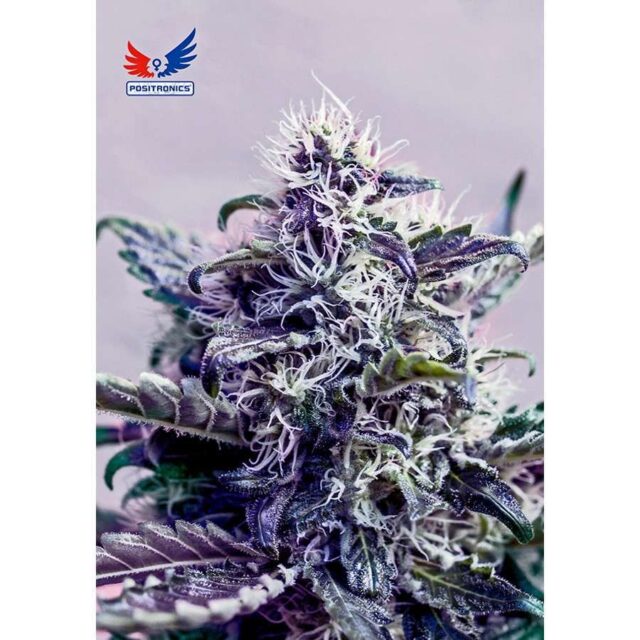 Kush Auto de Positronics