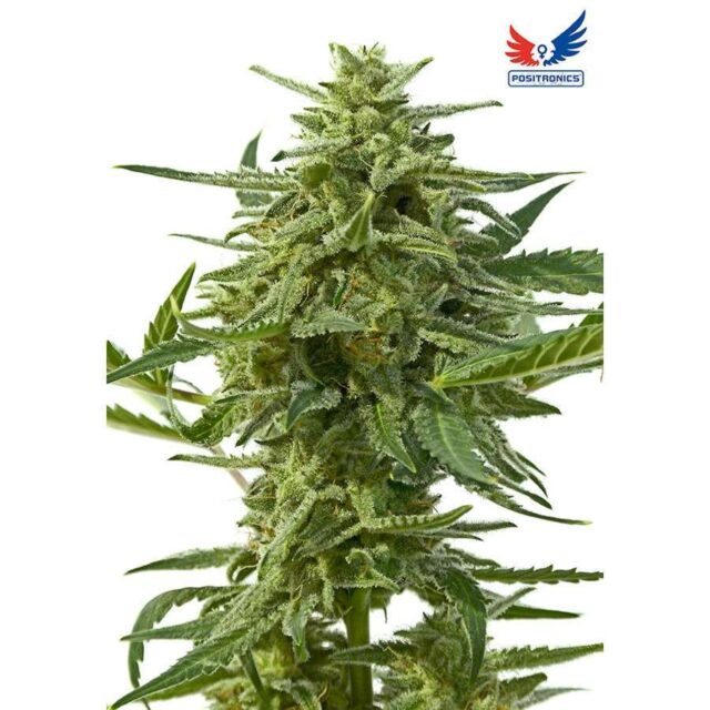 Northern Haze Auto de Positronics