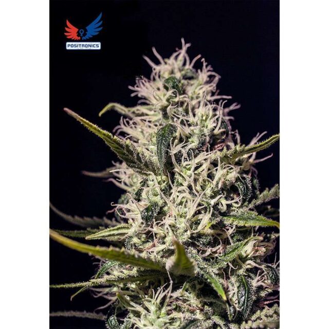 One Love Haze feminizada de Positronics