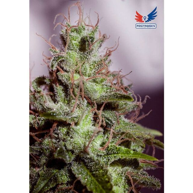 SuperCheese Auto de Positronics