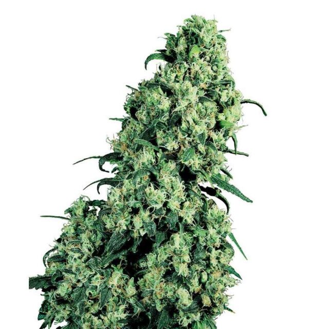 Skunk #1 regular de Sensi Seeds