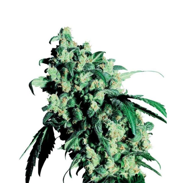 Super Skunk regular de Sensi Seeds
