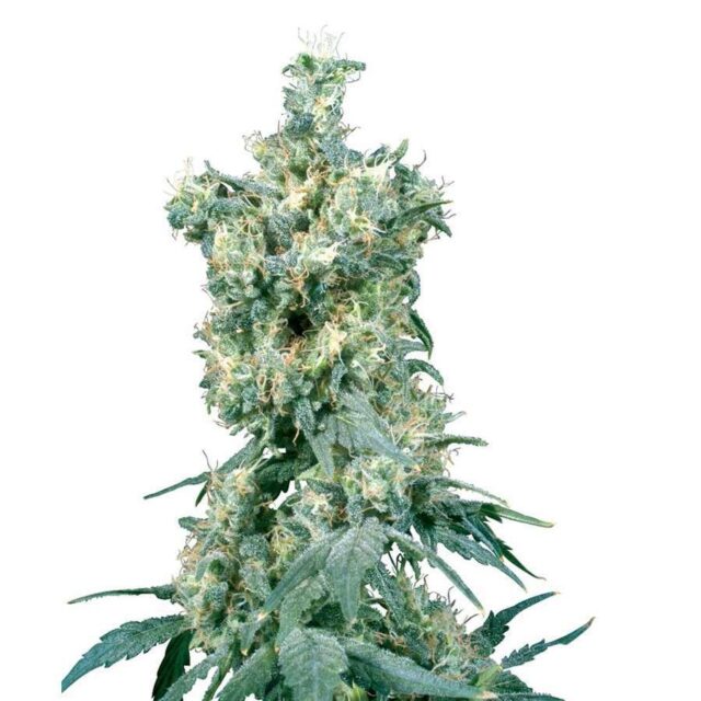American Dream regular de Sensi Seeds