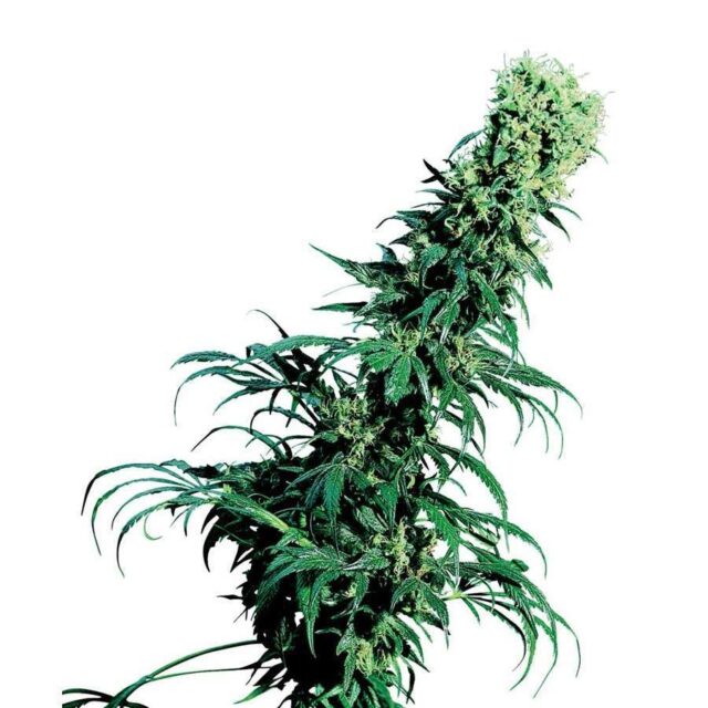 Early Pearl regular de Sensi Seeds