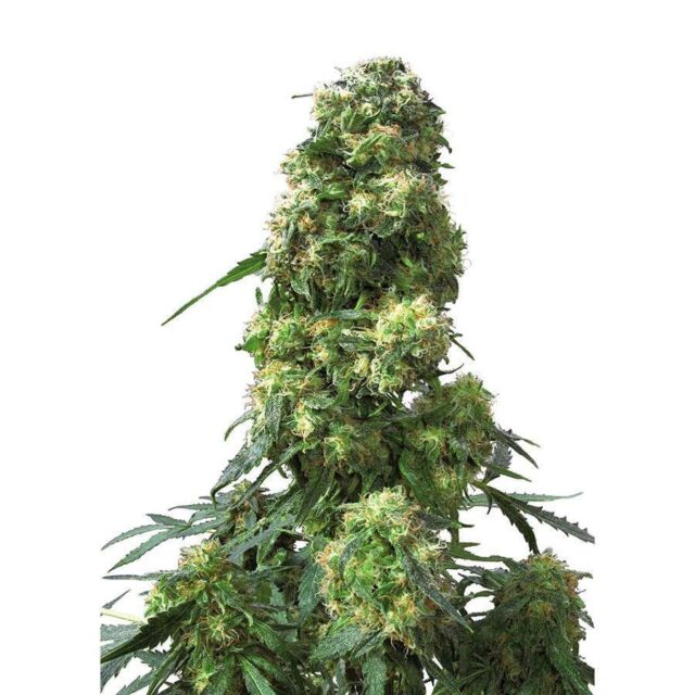 Early Skunk regular de Sensi Seeds