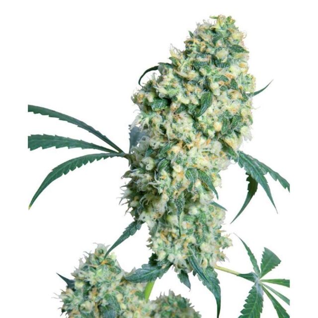 Ed Rosenthal Super Bud regular de Sensi Seeds