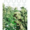 Feminized Mix de Sensi Seeds