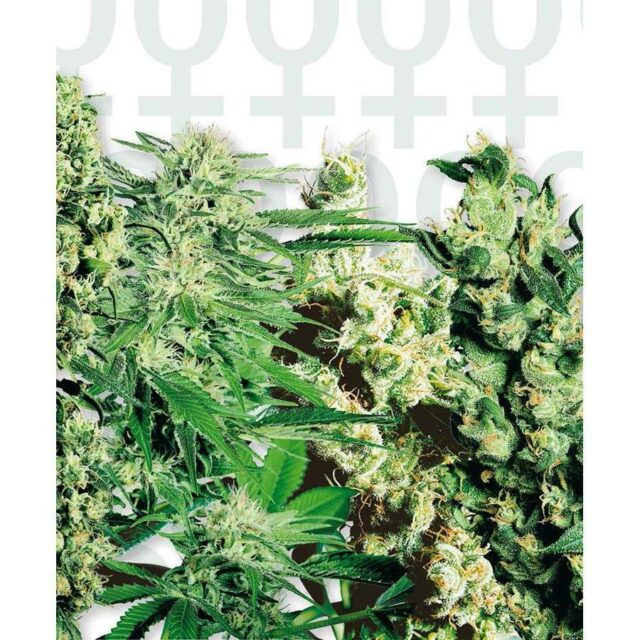 Feminized Mix de Sensi Seeds