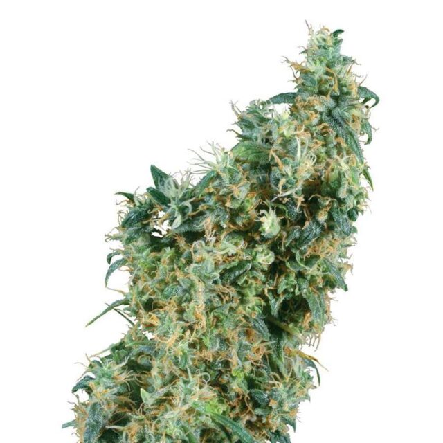 First Lady regular de Sensi Seeds