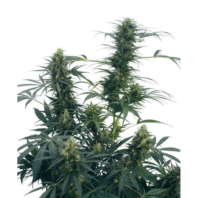 Guerrilla's Gusto regular de Sensi Seeds
