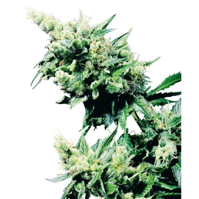 Hash Plant regular de Sensi Seeds
