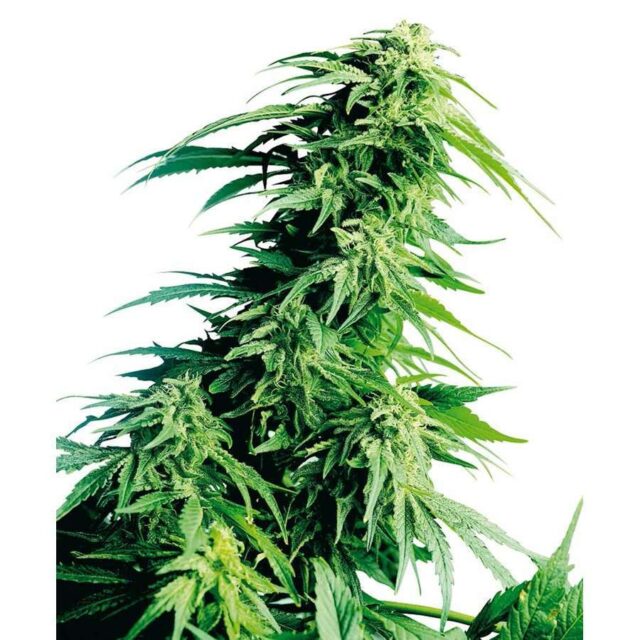 Hindu Kush regular de Sensi Seeds