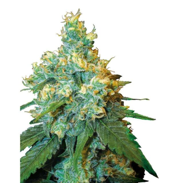 Jack Herer regular de Sensi Seeds
