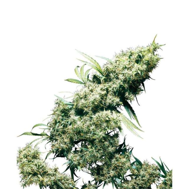 Jamaican Pearl regular de Sensi Seeds
