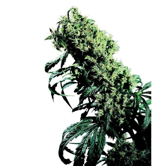 Northern Lights 5 x Haze regular de Sensi Seeds