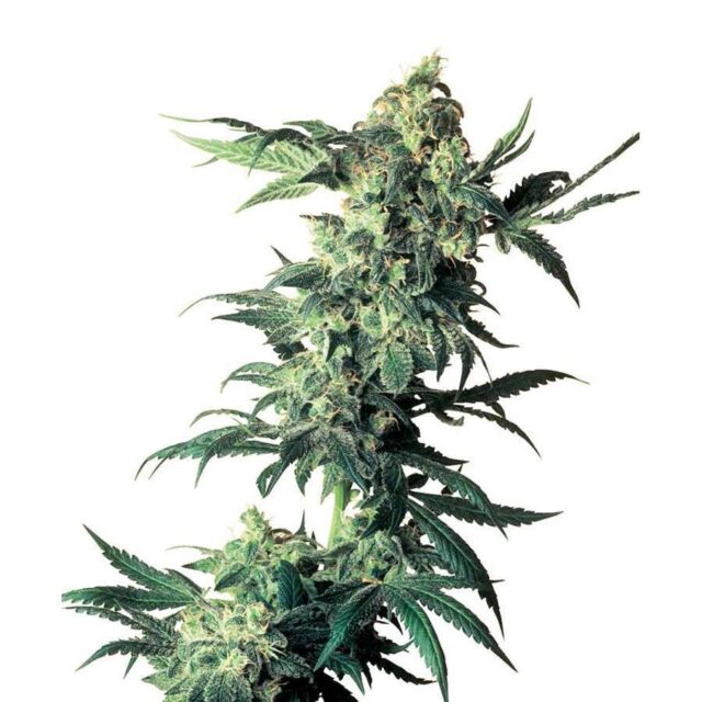 Northern Lights regular de Sensi Seeds