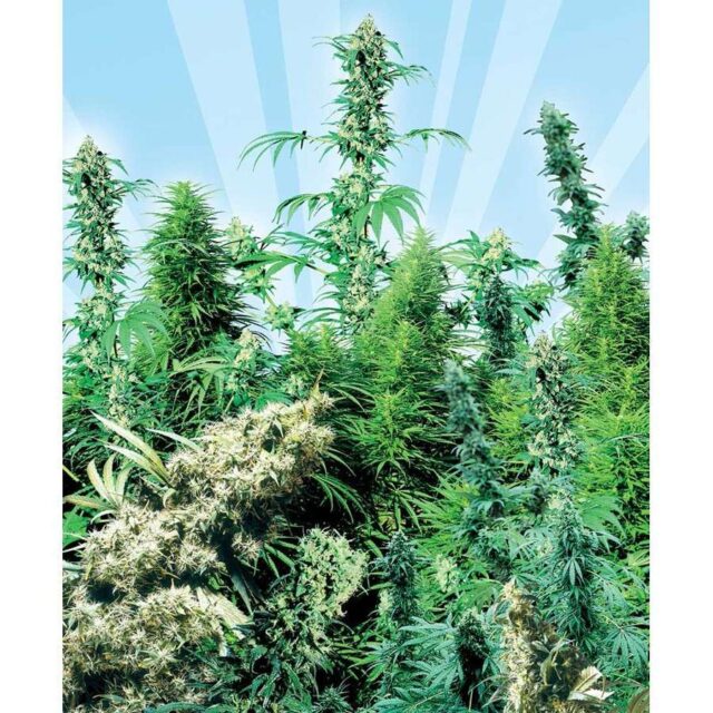 Outdoor Mix regulares de Sensi Seeds