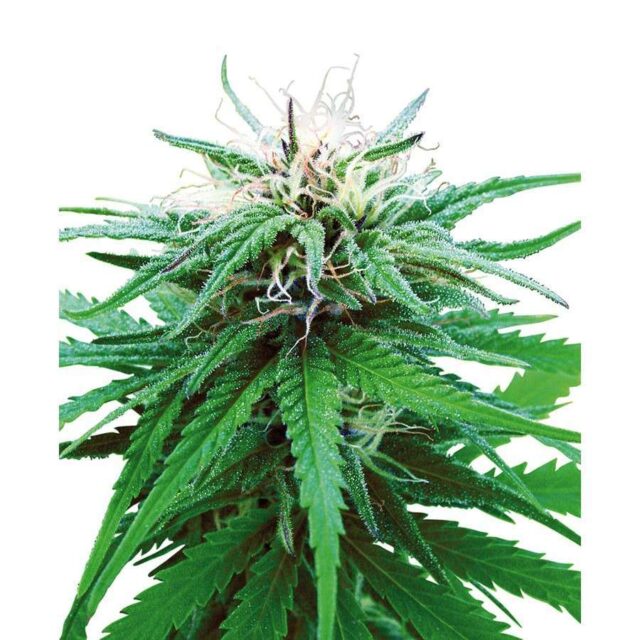 Ruderalis Indica regular de Sensi Seeds