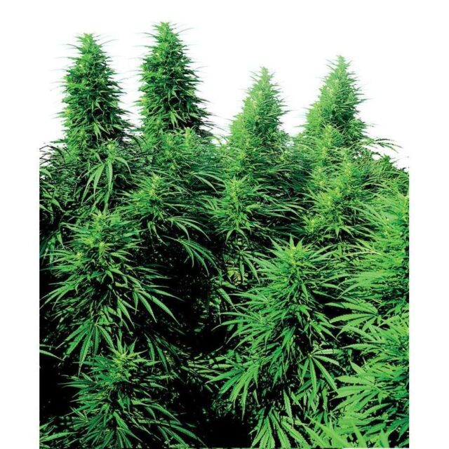 Ruderalis Skunk regular de Sensi Seeds