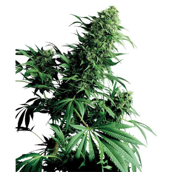 Shiva Shanti regular de Sensi Seeds