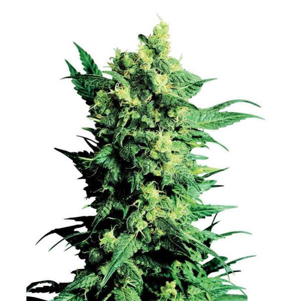 Shiva Shanti II regular de Sensi Seeds