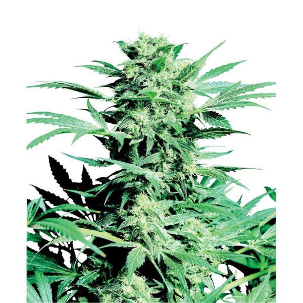 Shiva Skunk regular de Sensi Seeds