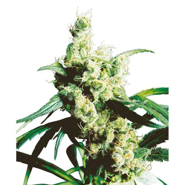 Silver Haze regular de Sensi Seeds