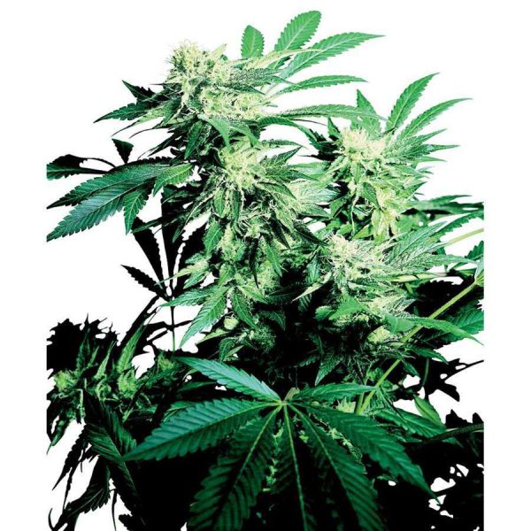 Skunk Kush regular de Sensi Seeds