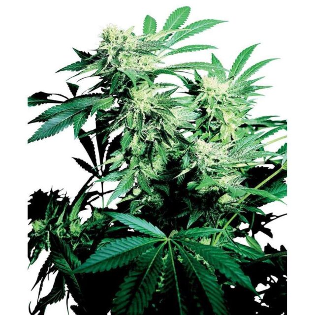 Skunk Kush regular de Sensi Seeds
