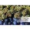 Auto Blueberry de Dutch Passion