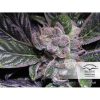 Auto Blueberry de Dutch Passion