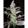 Auto Blueberry de Dutch Passion
