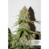 Auto Brooklyn Sunrise de Dutch Passion