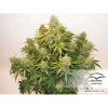 Auto Brooklyn Sunrise de Dutch Passion