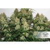 Auto Brooklyn Sunrise de Dutch Passion