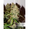 Auto Brooklyn Sunrise de Dutch Passion