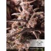 Auto Colorado Cookies de Dutch Passion