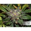 Auto Colorado Cookies de Dutch Passion